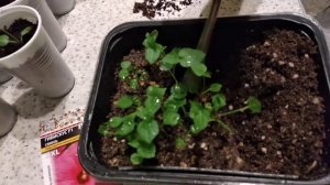 Пересадка пикировка гибискуса болотного