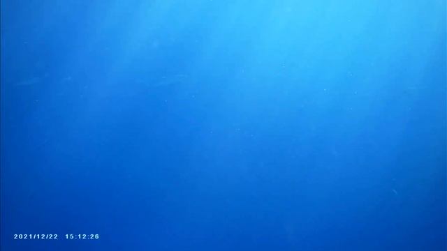 Барракуды в Красном море. Гарденс Бей , риф Континенталь Плаза смотреть онлайн