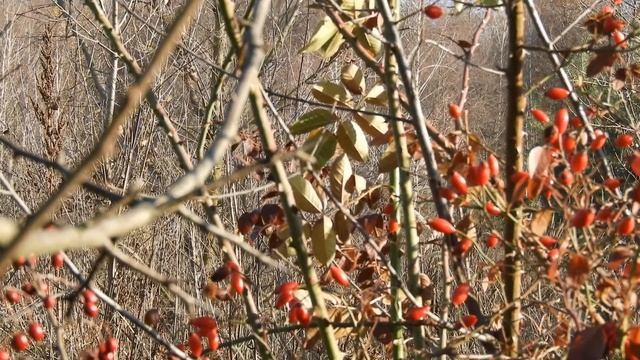 Биосфера. Дикая роза или шиповник. Плоды в конце Октября... смотреть онлайн