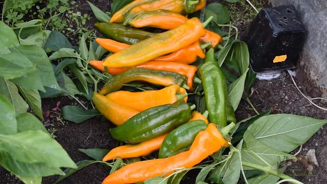 Урожайные сорта  перца 2019. Латвия. Pepper Harvest In Latvia