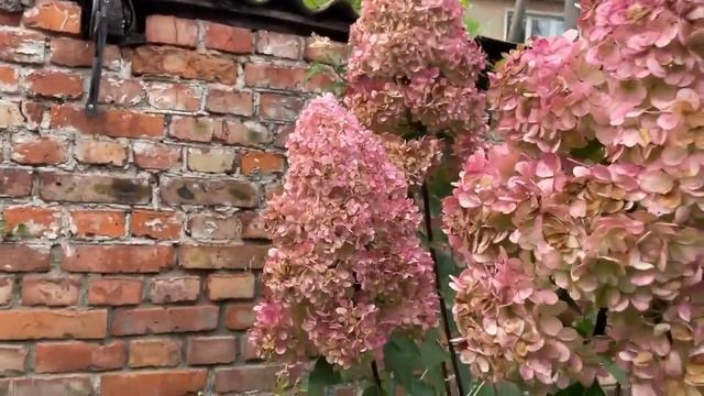 ГОРТЕНЗИИ В МОЕМ САДУ. ОСЕНЬ смотреть онлайн