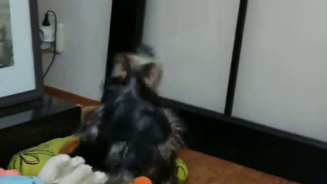 Йоркширский терьер (Бакс) и обезьянка смотреть онлайн