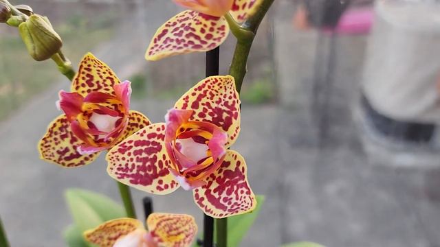 Sophie's Garden 最近收集的几株变异蝴蝶兰，三唇瓣 Peloric Phalaenopsis смотреть онлайн