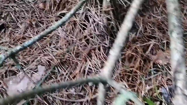 Немного юмора, грибы маслята и чудо природы или мистика. смотреть онлайн