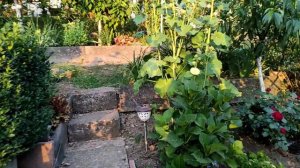 Посадка Мальвы или Шток розы.Цветение Мальвы 2022год