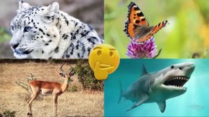 Развивающее видео для детей про животных | Угадай, где правильный ответ! | Выпуск 9