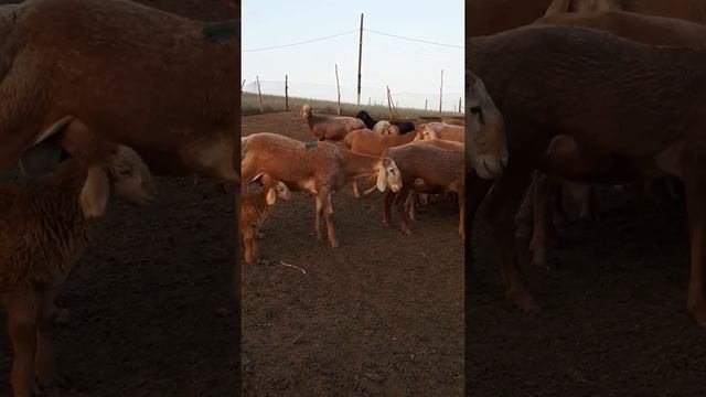 Гиссарские (Арашан) бараны смотреть онлайн
