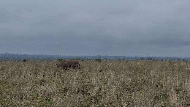 САФАРИ В НАЙРОБИ/КЕКС СО ЛЬВАМИ/National Park Nairobi смотреть онлайн
