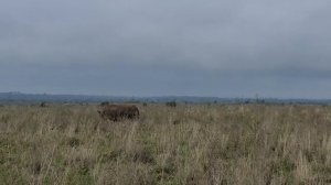 САФАРИ В НАЙРОБИ/КЕКС СО ЛЬВАМИ/National Park Nairobi