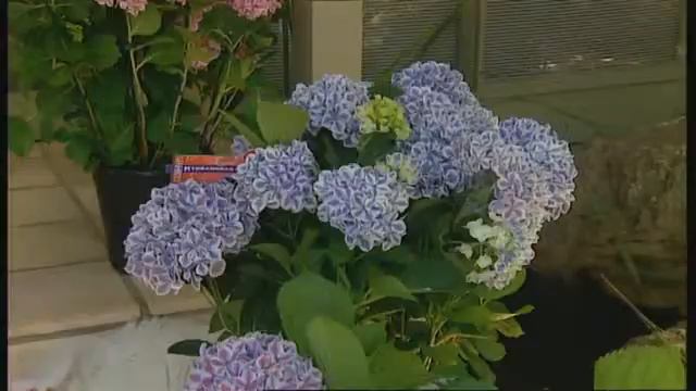 Burke's Backyard, Mai-ko Hydrangeas смотреть онлайн
