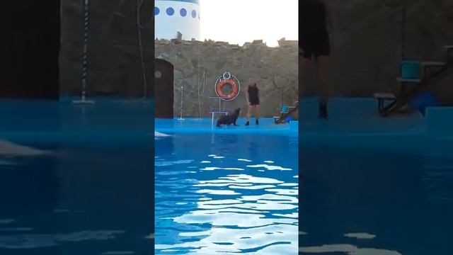 морской котик знакомится смотреть онлайн