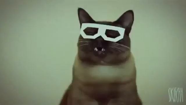 Dubstep Cat Skifcha