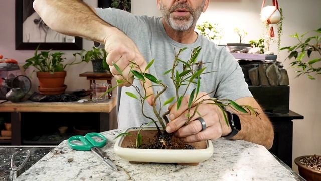 Willow Leaf Ficus: Dave's Bonsai E295 смотреть онлайн