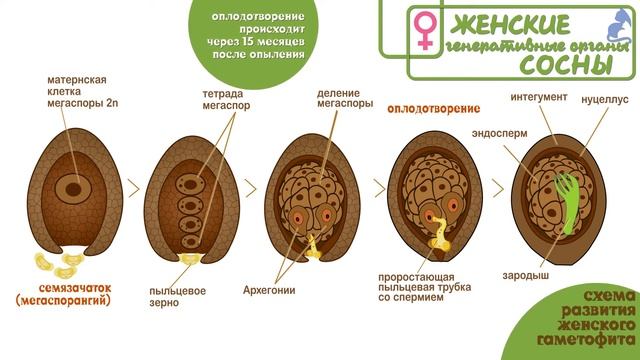 ГОЛОСЕМЕННЫЕ растения часть 3.Цикл сосны обыкновенной смотреть онлайн