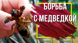 Как Навсегда Избавиться От Медведки ✔️ Борьба с вредителями сада