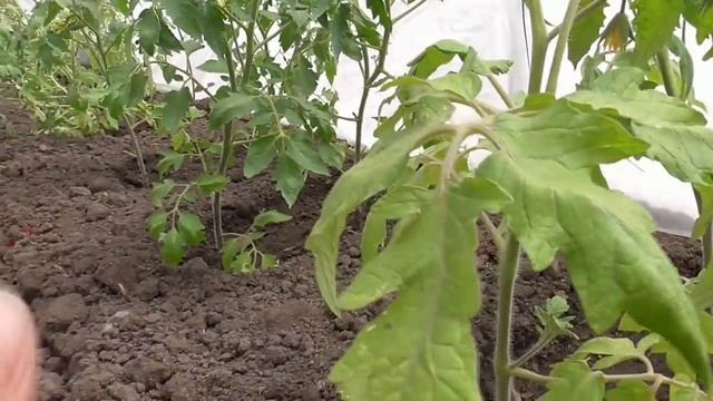 При каких ночных температурах можно высаживать томаты в открытый грунт? Ольга Чернова. смотреть онлайн