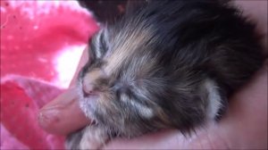 Как вырастить новорождённого котёнка без кошки-мамы I ЛапУшки Котейки