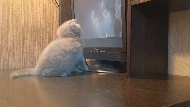 Китя - Самый милый котенок на свете смотреть онлайн