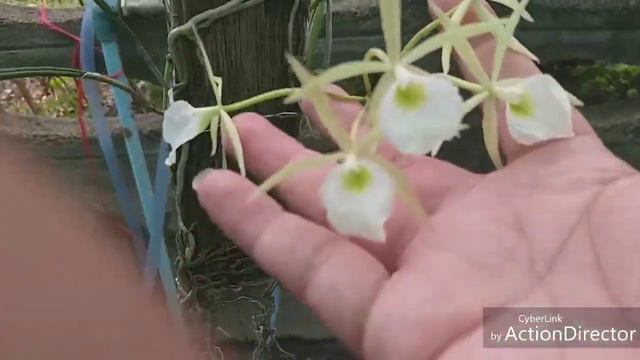 Brassavola. perrinii กล้วยไม้พันธุ์เเท้อเมริกาใต้ พ่อเเม่พันธุ์ของ Nodoza หรือ "เจ้าหญิงรัตติกาล" смотреть онлайн