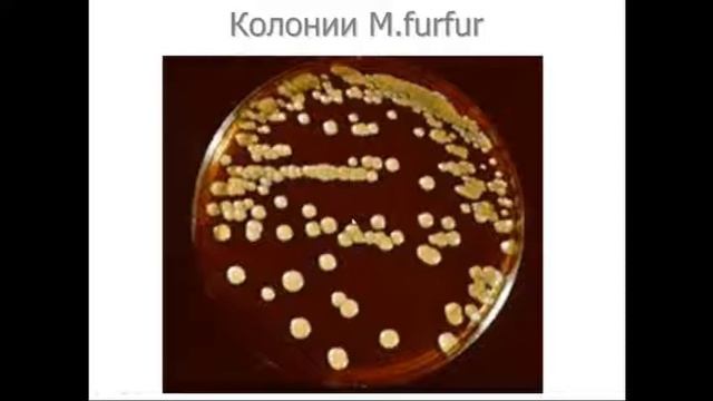 Микробиология №3 