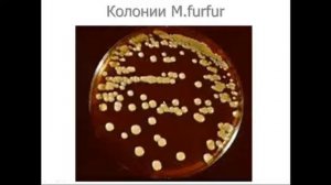 Микробиология №3 «Микозы» 05.10.2020