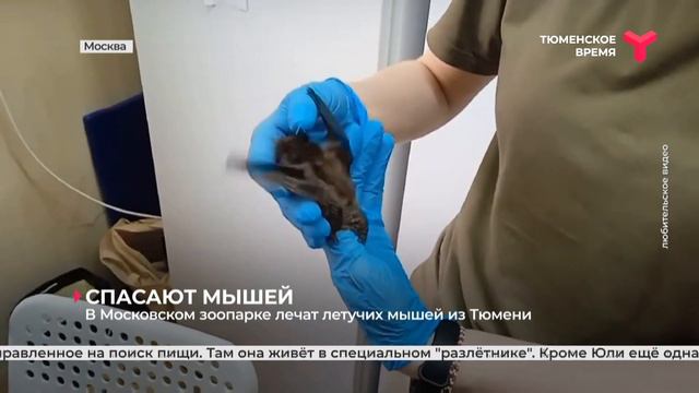 В Московском зоопарке лечат летучих мышей из Тюмени смотреть онлайн