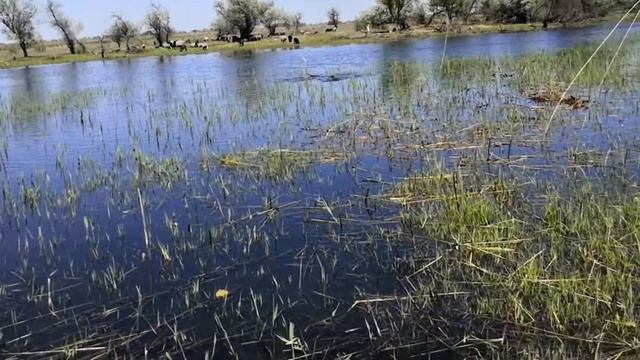 НЕРЕСТ РЫБЫ на заливных лугах: Весеннее половодье в АСТРАХАНИ. смотреть онлайн