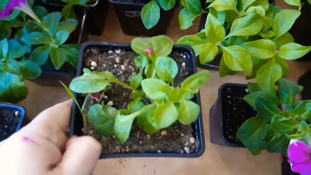 Ампельная петуния море цветов на 8 марта 😆😆😆😆😆 смотреть онлайн