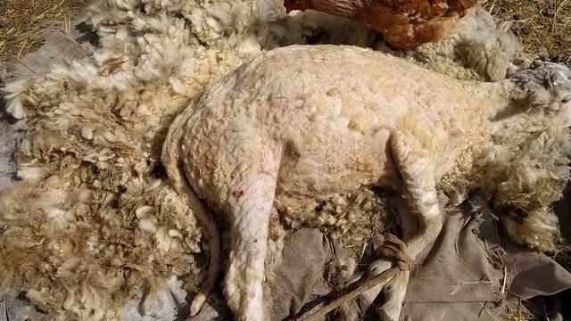 КЛЕЩИ ЧУТЬ НЕ СЪЕЛИ ОВЦУ. Куры спасли. смотреть онлайн