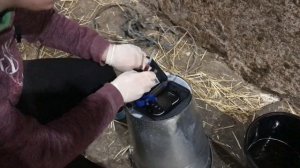 Кетоз у коров |Передкетозное состояние|