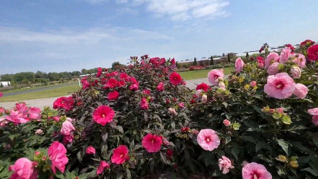 Side by Side Comparison of Summerific Hardy Hibiscus 2023 смотреть онлайн