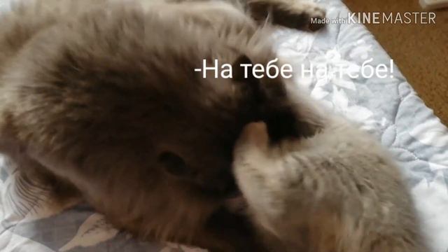 Боняша играется с Томи😻 смотреть онлайн