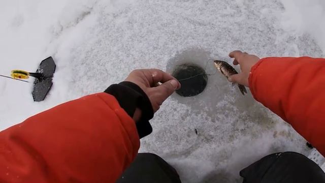 ЖЕРЛИЦЫ! ТРОФЕЙНАЯ щука на ЖЕРЛИЦЫ! Флажки СТОЯТ пачками! ЩУКИ НЕ ЛЕЗУТ В ЛУНКУ! Поводки в ДРЕБЕЗГИ смотреть онлайн