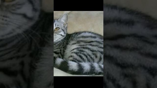 Песня мяу-мяу-мяу с кошками. смотреть онлайн