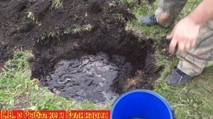 Как посадить сосну на даче чтоб она прижилась, все от А до Я.Посадка сосны на участке легко и быстр