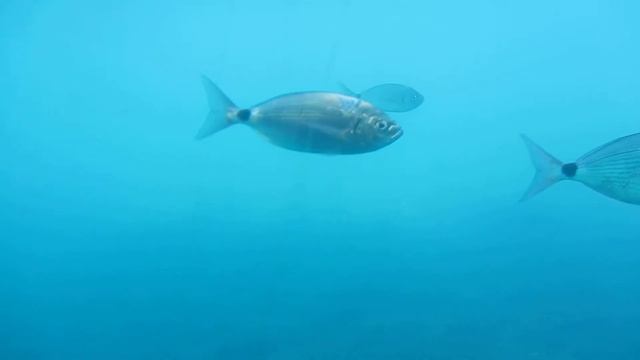 Плавание среди рыб около островов Медас / Swimming among the fish near the islands Medas смотреть онлайн