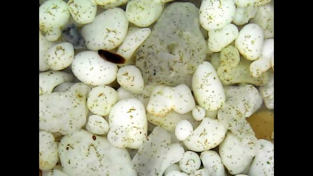 Планктон в моем аквариуме. смотреть онлайн