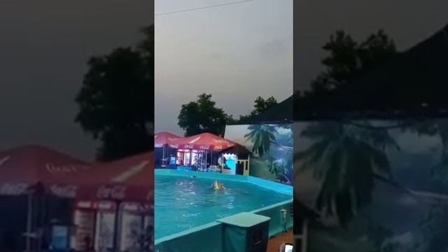 #Морские котики.дельфины.белый кит.морской лев!!!!Прекрасный отдых!!!! смотреть онлайн