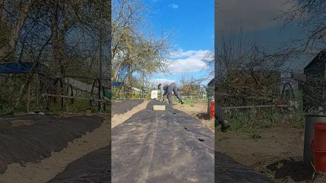 делаю отверстия в геотекстиле для посадки клубники, проливаю водой места посадки #stroberi #garden смотреть онлайн