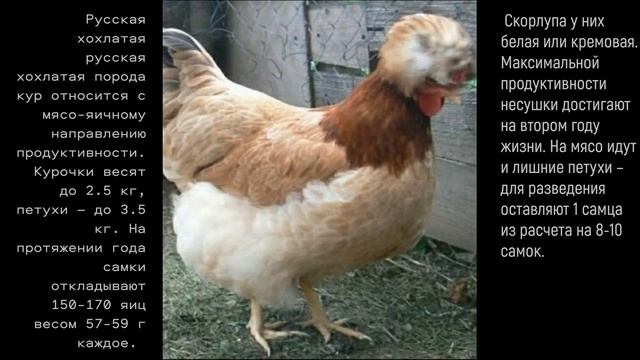 Топ 10 лучших Российских пород кур!