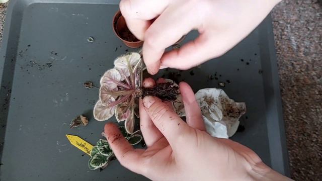 Омолаживание фиалки🌸Когда?Как?Зачем? смотреть онлайн