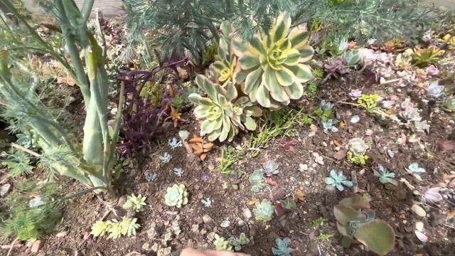 Echeveria kelleleri köklendi. Dikim var bugün смотреть онлайн