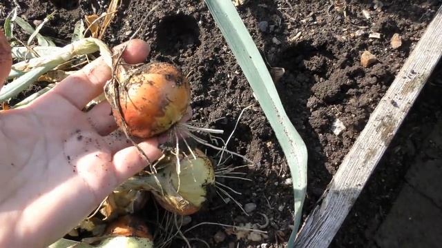 Лук из семян. Время уборки. Какие результаты.