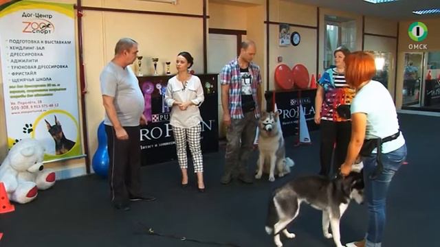 Собачья школа с Нюшей 20 09 смотреть онлайн