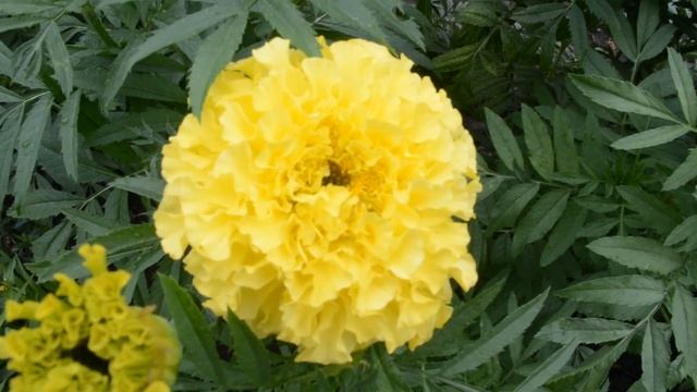 ФУТАЖ Желтые бархатцы смотреть онлайн