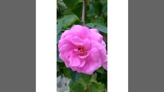 #shorts||Damask Rose||പനിനീർ റോസ്|| Gardeneca_home смотреть онлайн