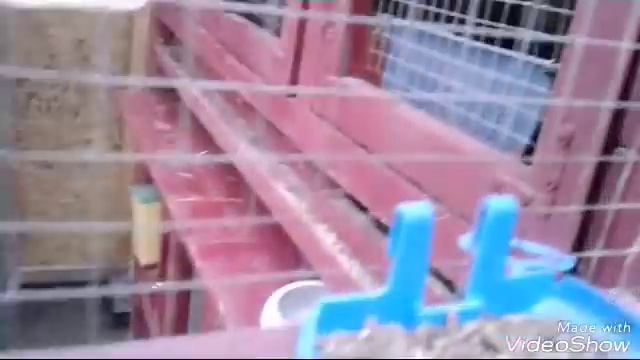 НОВАЯ САМКА ФРАНЦУЗСКОГО БАРАНА♡ ДЕНЬ 2 ♡ смотреть онлайн