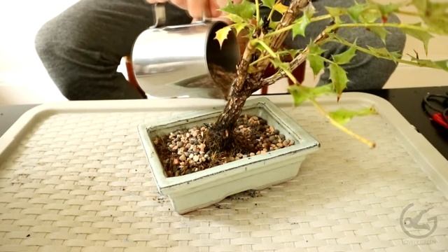 Bonsai creation - Mahonia "The Rock" (June 2019) смотреть онлайн