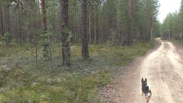 "КОСИМ ГРИБЫ КОСОЙ" И СОБИРАЕМ КУРТКАМИ И ШАПКАМИ! ТИХАЯ ОХОТА 2020/ ФРЕГАТ 300 Е -ПЕРВЫЕ ИСПЫТАНИЯ смотреть онлайн