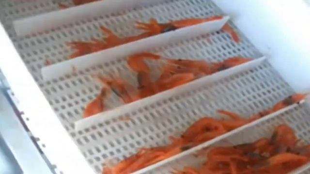 Marine Shrimp Farming Harvest - Shrimp Aquaculture Business | Food Estate